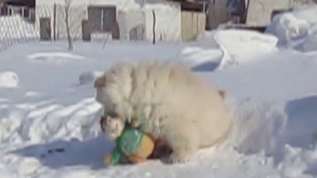 КОРОЛЬ ЛЕВ от СИБИРСКОГО МЕДВЕДЯ смотреть онлайн