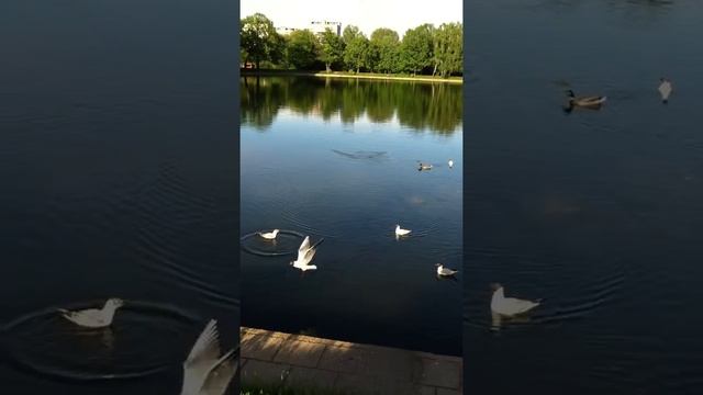 Терлецкий парк смотреть онлайн