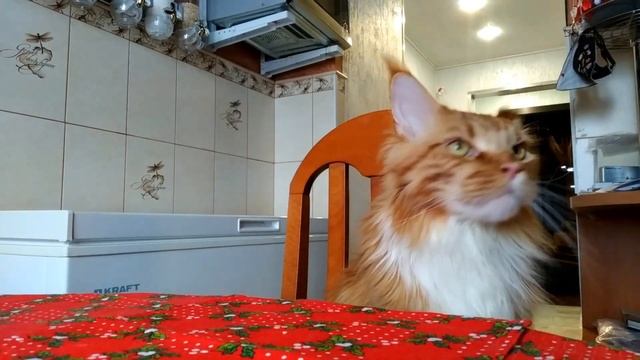 Мейн кун Степа и кот Тихон. Как уговорить папку выдать еды. смотреть онлайн