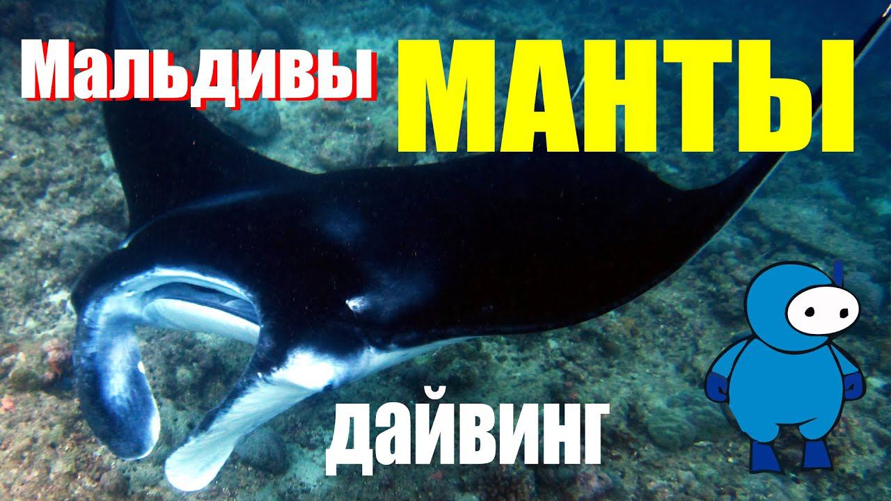 Manta point смотреть онлайн