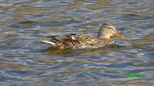 Kačica divá - anas platyrhynchos смотреть онлайн