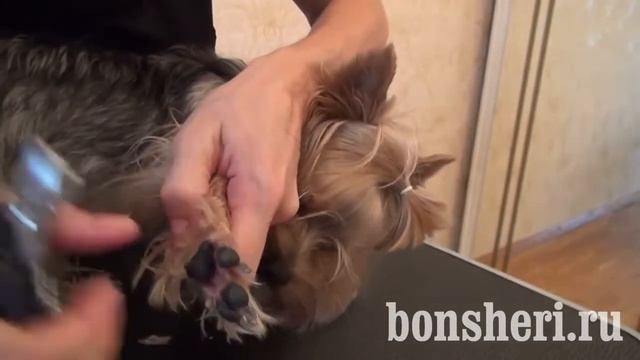 Как стричь когти у йорка стрижка когтей у собак смотреть онлайн