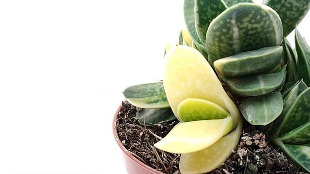 Gasteria Minima F. Variegata
