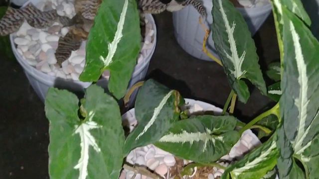 Tanaman syngonium wendlandii смотреть онлайн