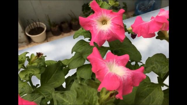 Растение не растет, удобрения не помогают, причины, чудо средство, которое оживит, даст буйный рост смотреть онлайн