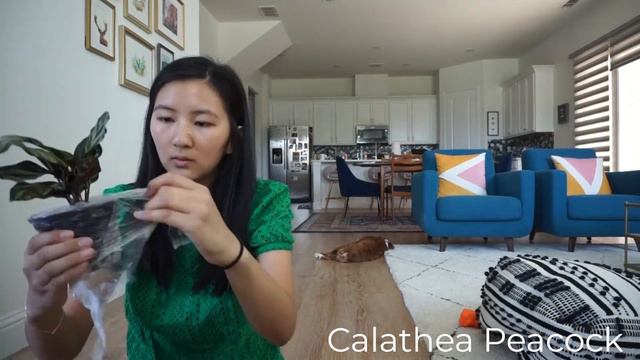 Unboxing Prayer Plants (Calathea & Stromanthe) Ordered on Amazon смотреть онлайн