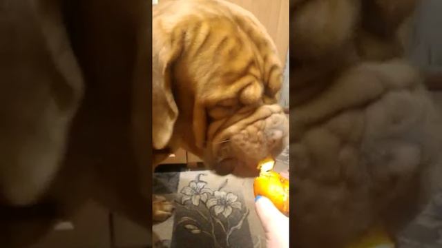 Хорошо когда есть друг! Смотреть до конца! смотреть онлайн