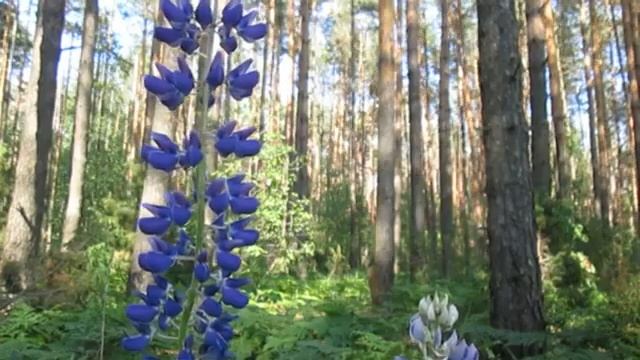 ?Звуки живой природы и красивые пейзажи? смотреть онлайн