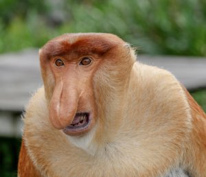 Послушаем мудрые крики орущего носача