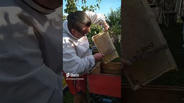 отбор мёда 🍯.mp4 смотреть онлайн