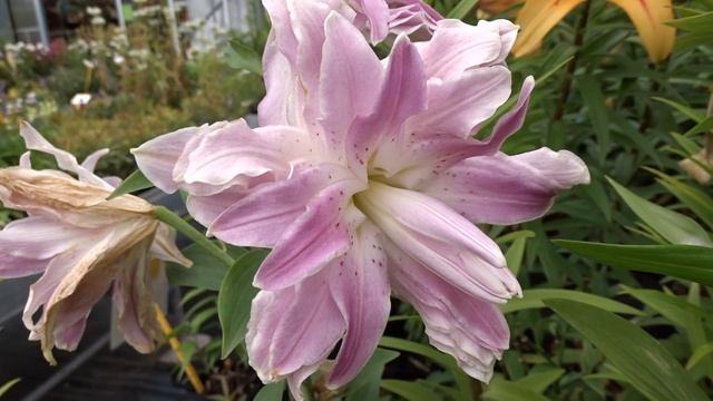 Lilium 'Lotus Elegance'