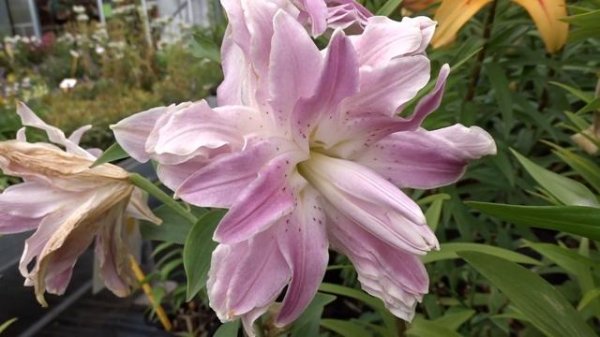 Lilium 'Lotus Elegance'