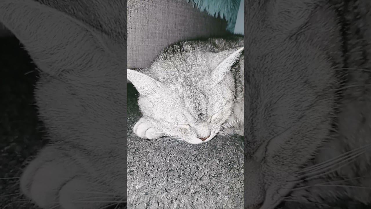 Мяукающий котик РЕДКИЙ МОМЕНТ❗#Factinshort #shorts #Megashort смотреть онлайн