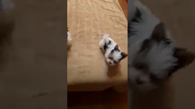 Щенки Бивер мини смотреть онлайн