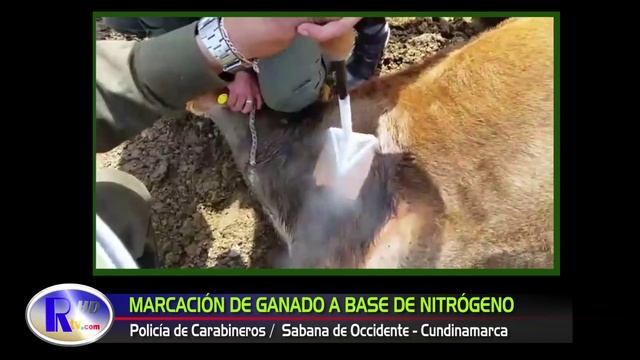 MARCACIÓN DE GANADO FACATATIVÁ смотреть онлайн