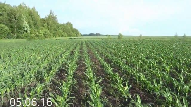 Кукуруза на силос! От сева до уборки 2016 год. смотреть онлайн