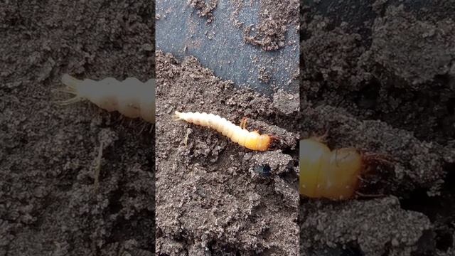 Огнецветки, личинка (вероятнее всего)