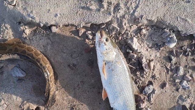 Рыбалка на реке Или Казахстан смотреть онлайн