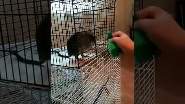 Уход за белками Дегу ?? смотреть онлайн