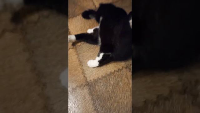 Муж и жена, одна сатана.....😸😸💥💥💫🎧🎼 смотреть онлайн