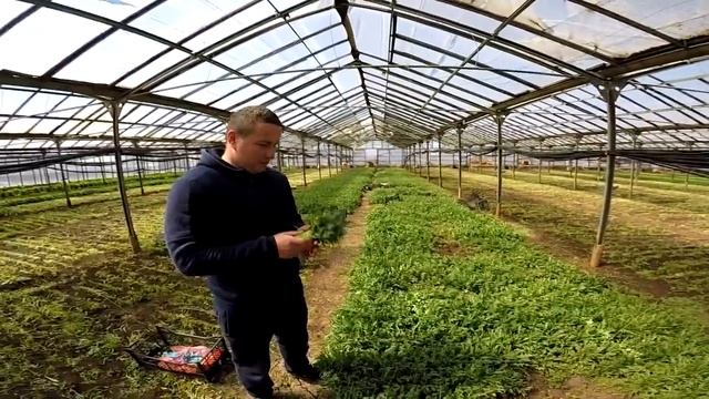 Салат рукола в теплице. Секреты выращивания руколы от фермера! Как выращивать руколу. Рукола
