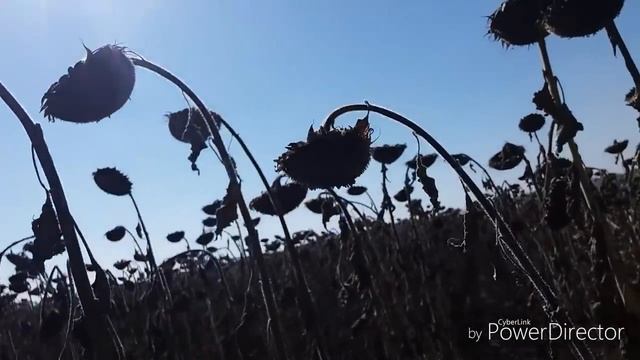 Подсолнечник LG 5451 HOCL . Урожайность 35 Ц/ГА (ЕВРОЛАЙТИНГ) смотреть онлайн