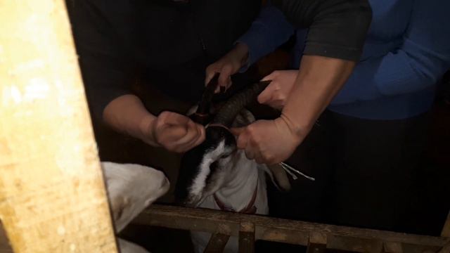 Нам рогатые не нужны. смотреть онлайн