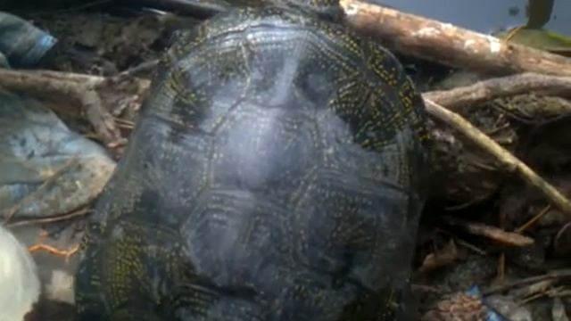 Пойманная на удочку черепаха, уползает на волю