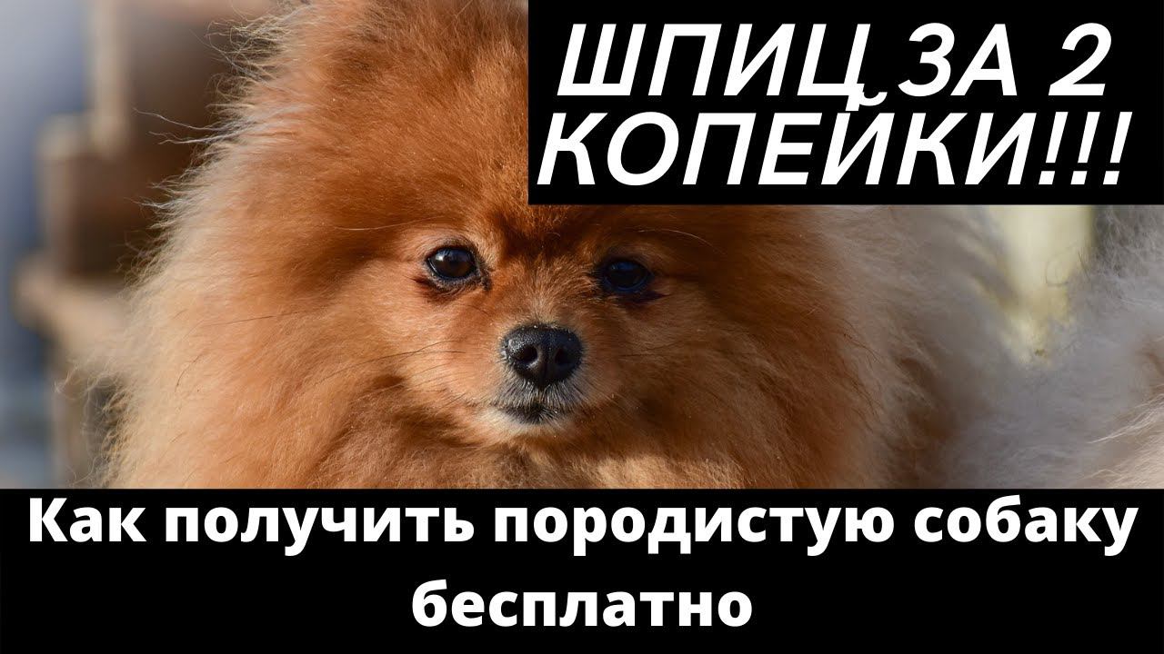 Наш Любимый Питомник