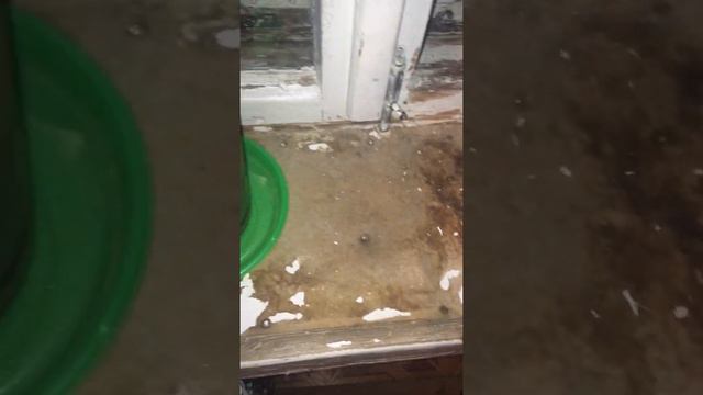 Канны - цветочек уникальный!!! Он - жизнелюб и водохлёбчик!!! Я обожаю это южное растение!!! смотреть онлайн