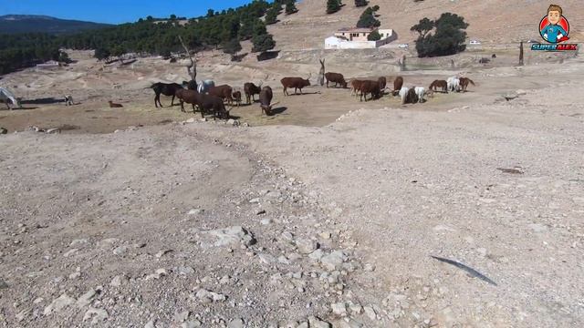 САФАРИ-ПАРК В ИСПАНИИ - Итоги Розыгрыша СКЕЛЕТА /  супер алекс