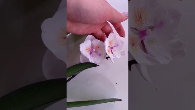Обзор Орхидеи «Попкорн».. Phal. [Tying Shin Swallow × (Yaphon Big Mouse × Fusheng's Bridal Dress) смотреть онлайн