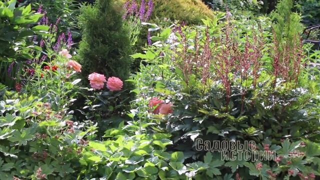Герань Крупнокорневищная с весны до осени / деление куста герани /лучшие многолетники для сада смотреть онлайн