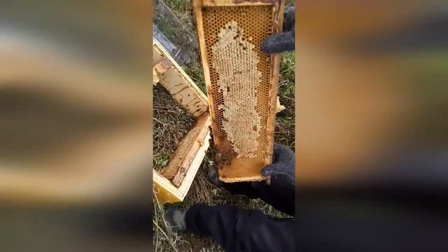 Молочные и Медовые реки текут здесь !!!!!! смотреть онлайн