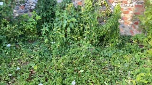 Blackberries, Acorns And Cottage Garden Abundance