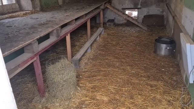 Як досягнути щільного тримання курей!? смотреть онлайн