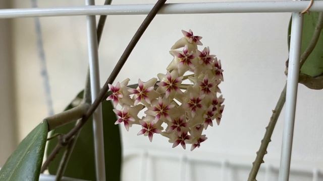 Цветение Хойя Еритростемма Хэд Сом Пэн( Hoya Had Sam Paan) смотреть онлайн