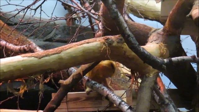 Малыш львиных тамаринов уже бегает без родителей 09.04.2021 смотреть онлайн