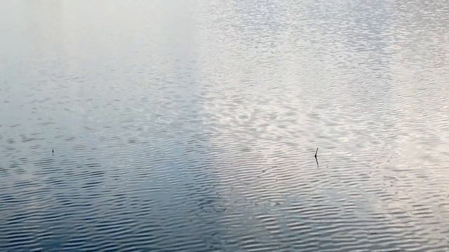 Рыбалка на карася в июле!Carp fishing in July! смотреть онлайн