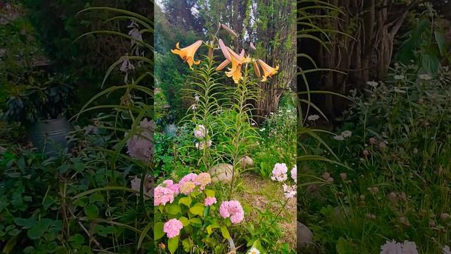 Королевская Регалия зацвела смотреть онлайн