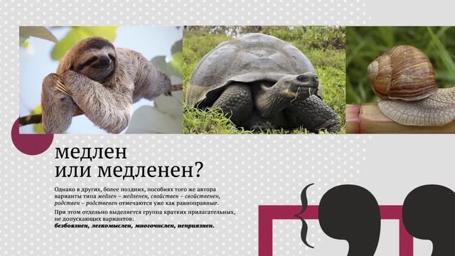 07 Язык региона 2020 03 26 Киржач Басарга Кейс смотреть онлайн