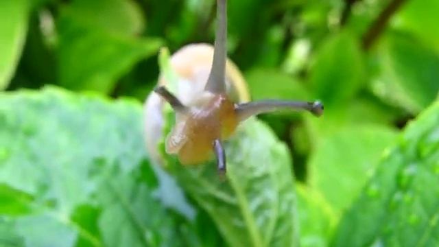 Snail XS110 смотреть онлайн