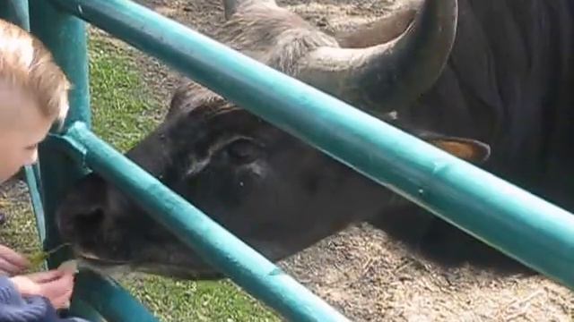 гаял харьковский зоопарк смотреть онлайн