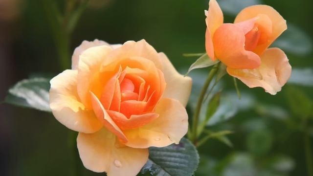 Лёша, я не понимаю, что значит ухожу? История из жизни. Аудиорассказ. смотреть онлайн