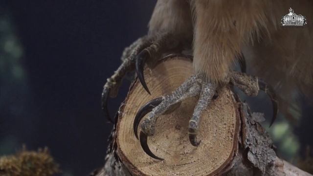 Природа нижнего Дона. Пернатые хищники.