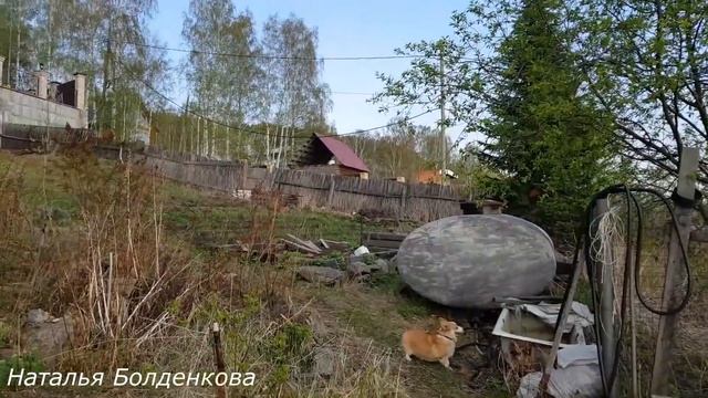 У мамы в деревне. Обзор усадьбы.Собаки. смотреть онлайн