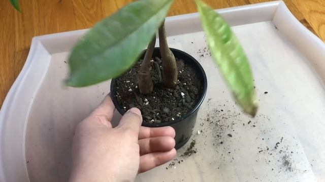 Can I Save It?? Attempt to Rescue a Money Tree (Pachira Aquatica) смотреть онлайн