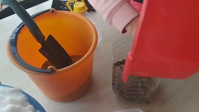 Посадка кедровой сосны ("Кедра"). 1 часть: Стратификация. смотреть онлайн