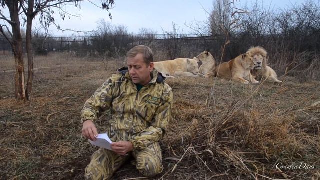 Тайган VS КомитетВетеринарии, Зубков VS Иванов@Тушина смотреть онлайн