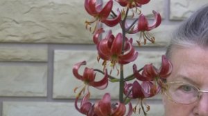 Вредители съели луковицы Лилии